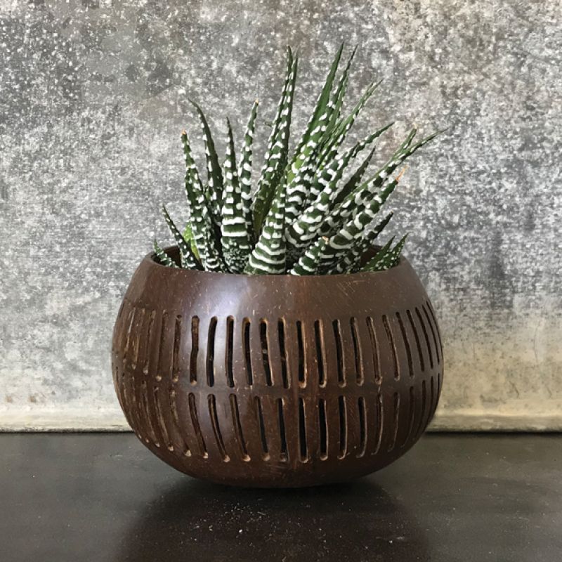 Coconut bowl – Brown vertical  lines (13cm approximately) 