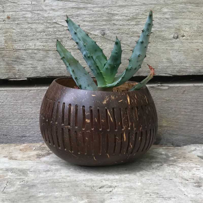 Coconut bowl – Brown vertical  lines (13cm approximately) 