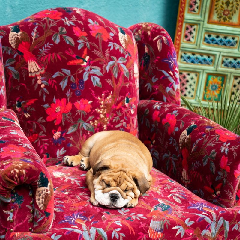 Bird of paradise velvet armchair,maroon,75x80x90